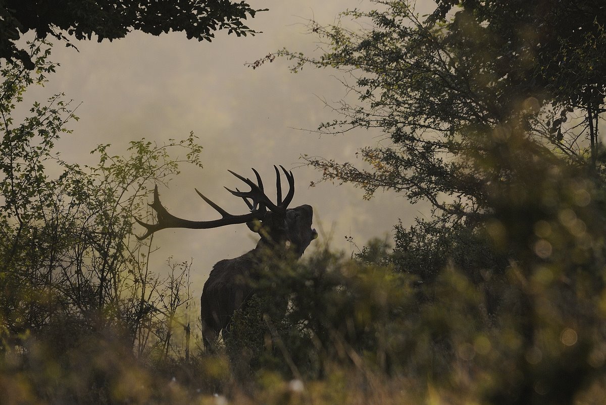 Sogno  (fotoracconto)